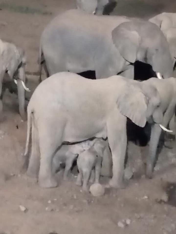 New born twin elephant calves underneath their mother with the matriarch of the herd looking on - 📷 courtesy of 🇰🇪 Wildlife Trust