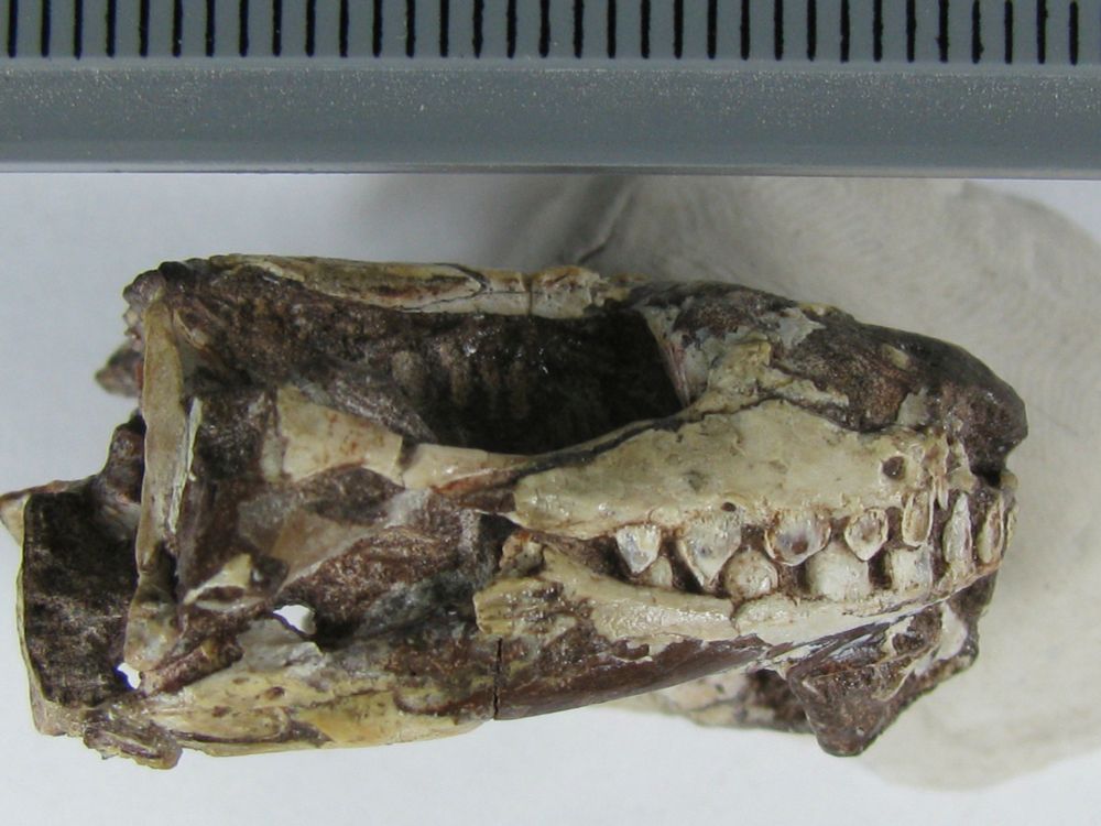 Foto de um crânio fóssil, visto de lado direito, medindo aprox. 2 cm de comprimento. Os ossos são branco-amarelado, com sedimento avermelhado. São visíveis os dentes superiores e inferiores. O fundo é branco e há uma régua para indicar o tamanho.