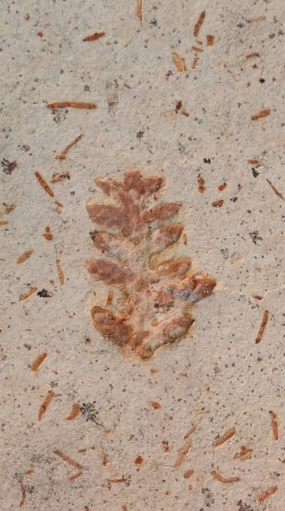 Foto mostrando um pequeno galho fossilizado, de cor laranja-marrom, dentro de uma laje de rocha amarelada.