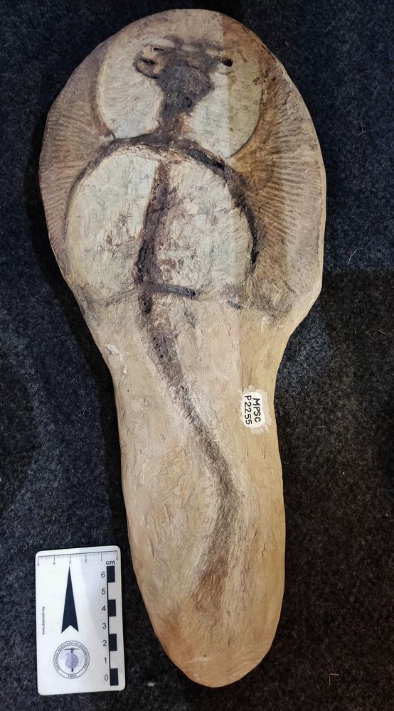 Foto mostrando o fóssil de uma arraia encontrada na Chapada do Araripe, entre Ceará, Pernambuco e Piauí. O esqueleto é cinza escuro, dentro de uma rocha amarelada que segue o formato do corpo. Está sobre um fundo preto e ao lado há uma régua branca que mede 7 cm (O fóssil mede 30 cm de comprimento).