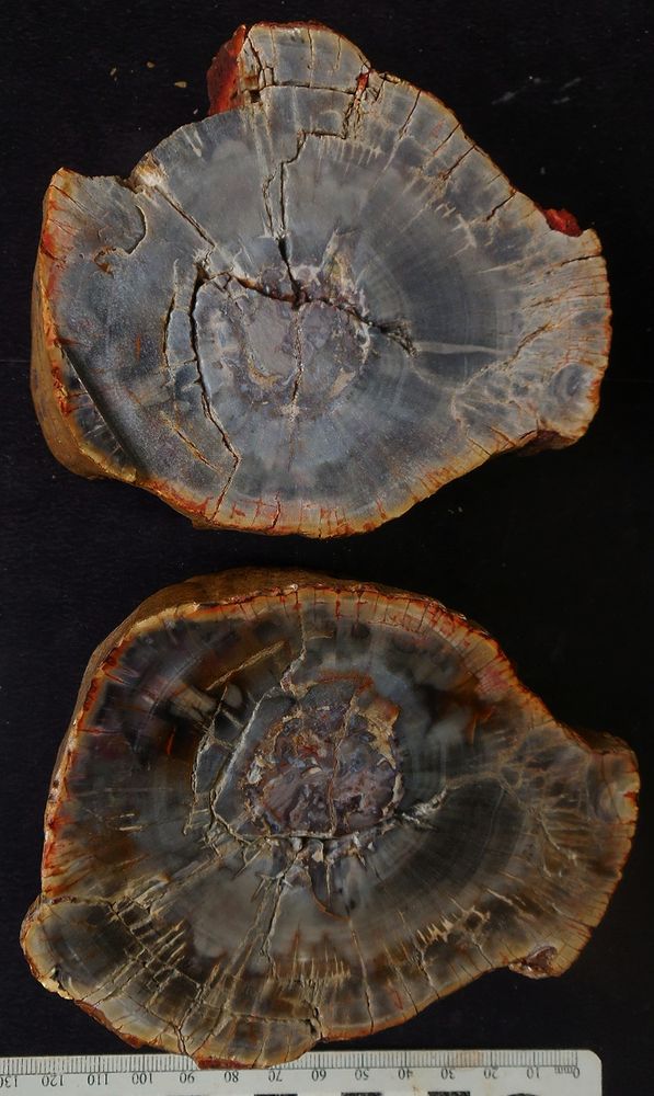 A foto mostra duas fatias, polidas, de um tronco petrificado, com tons de cinza, raios amarelados e uma borda amarelo-avermelhada. As fatias têm algumas rachaduras e estão sobre um fundo preto e uma régua mostrando 13 cm de diâmetro.