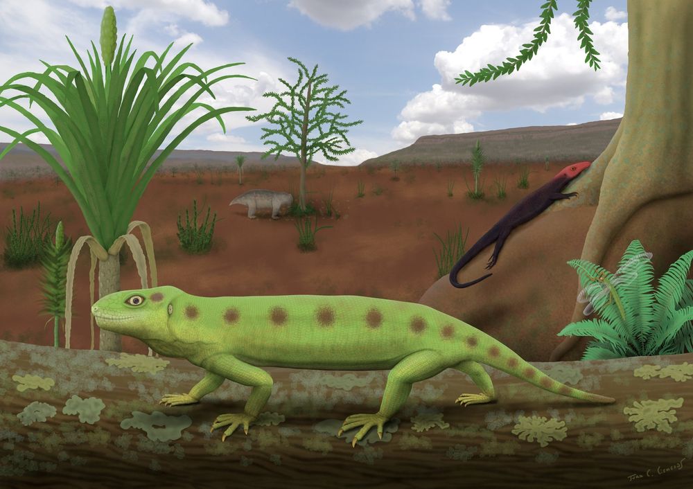 Ilustração mostrando uma paisagem na Austrália no início do Triássico. Eomurruna é representado em cor verde amarelada, com manchas marrons ao longo do corpo, caminhando sobre um tronco. Ao fundo há samambaias, insetos e outros animais e plantas que viveram na época.