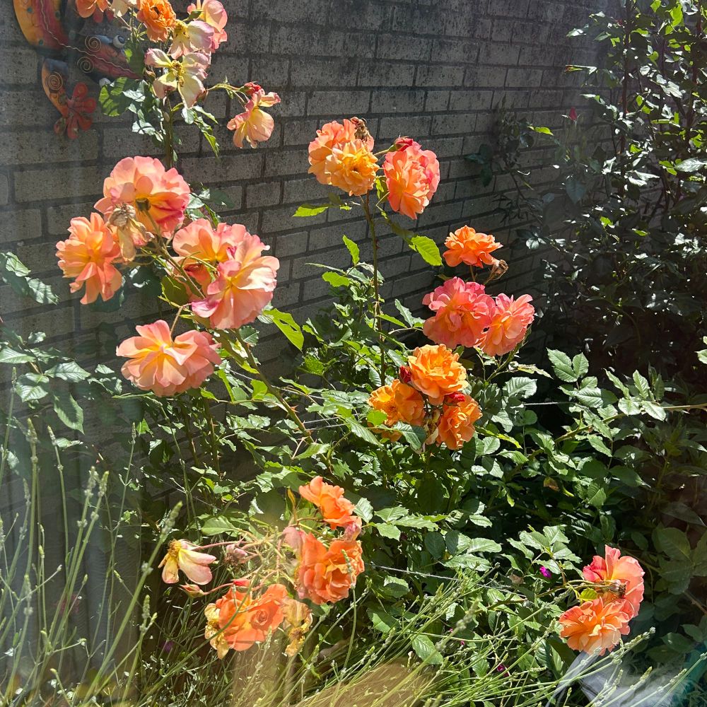 Eine leuchtend orange blühende Strauchrose vor einer Mauer