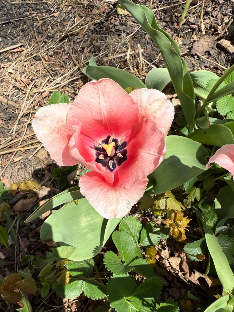 Pink tulip with a purple center
