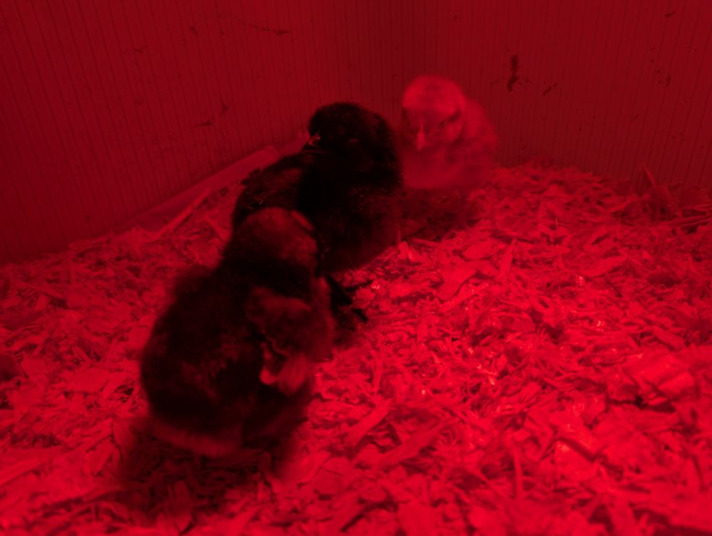 A picture of three baby chickens sitting in bedding under a red heat lamp.