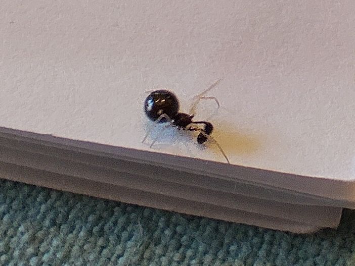 Une petite araignée noire avec un abdomen tout rond sur une feuille de papier.
