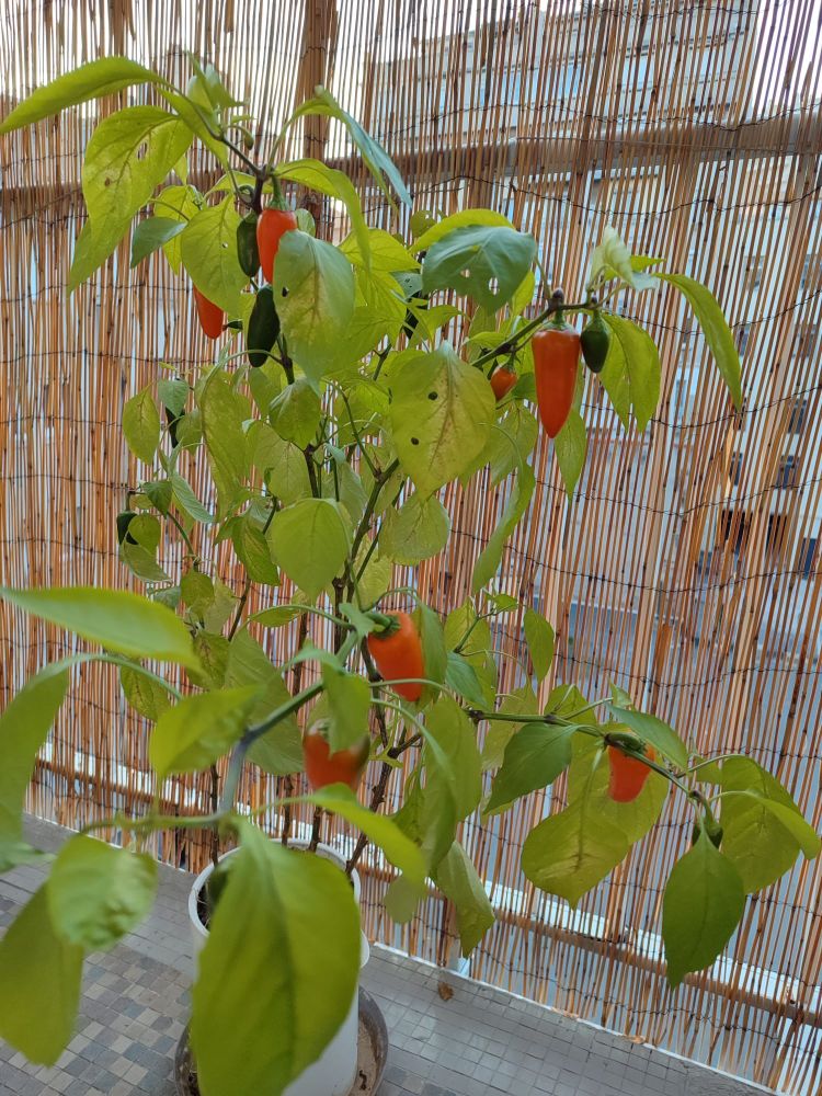 Une plante pleine de petits poivrons oranges et verts.