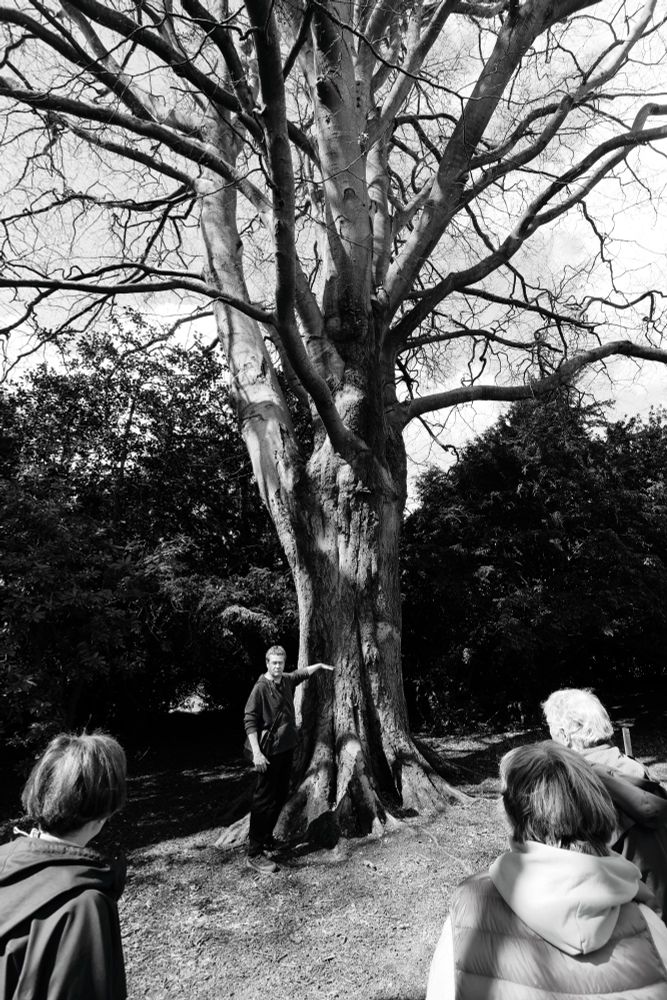 Tony Wade points at another old tree.