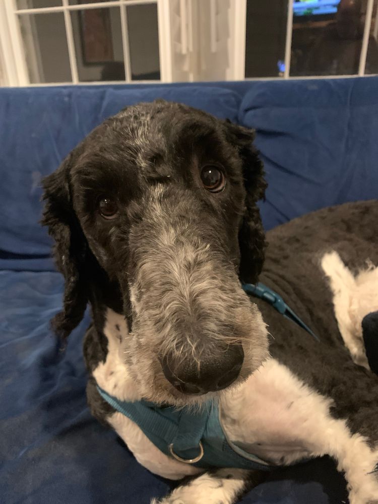 Black-and-white bernedoodle, wondering why we’re taking pictures instead of going out for a walk