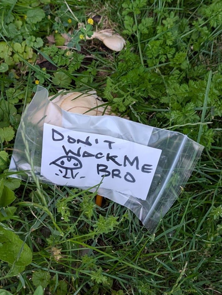 A sign protected by a plastic zip lock reads "Don't wack me bro" and has a badly drawn (typical) mushroom. This was for the landscape crew at my work; since there is a nice flush of Oyster mushrooms growing on and old stump. These are right next to the corpse finger mushroom I posted a few weeks ago. We only use organic lawn care - so no worries. This is the 3rd or 4th year these have produced and each time they are so good to take home and cook up. 