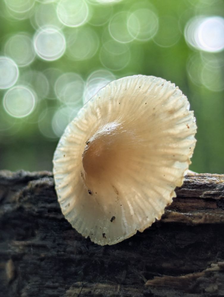 Close-up of a wet mushrooom, growing from deadwood, with a blurry background