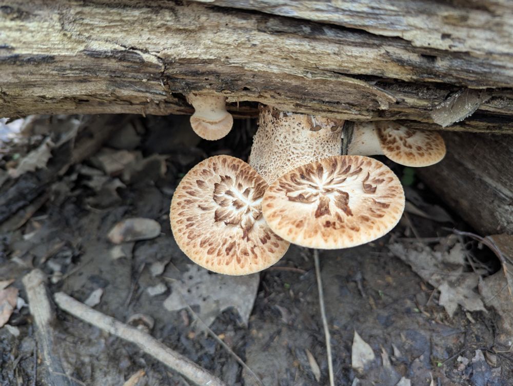 Some dryad's saddle mushrooms growing out from a dead tree