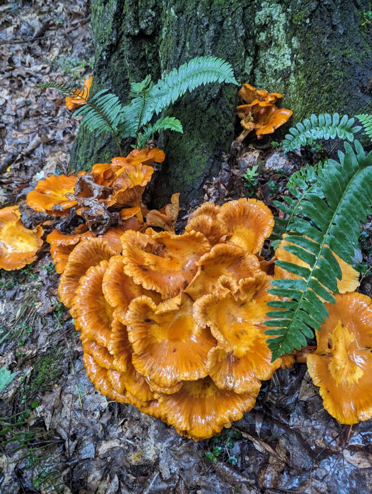 Numerous Jack o' Lantern mushrooms hug the foot of a large tree with some ferns accompanying.