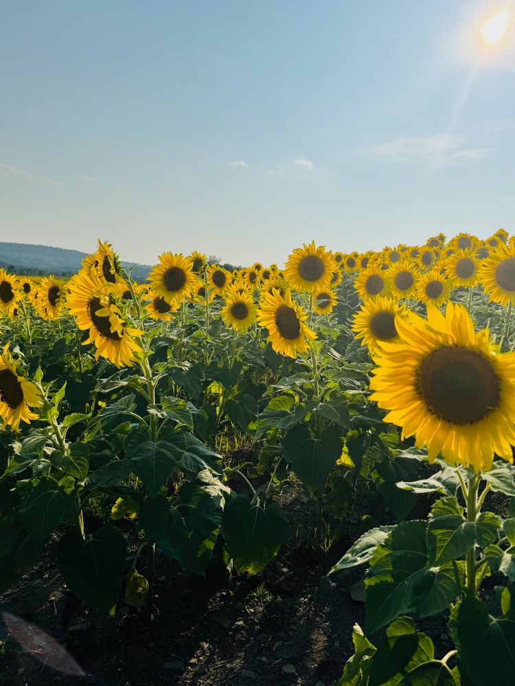 Closeup of the sunflowers! They're gorgeous!