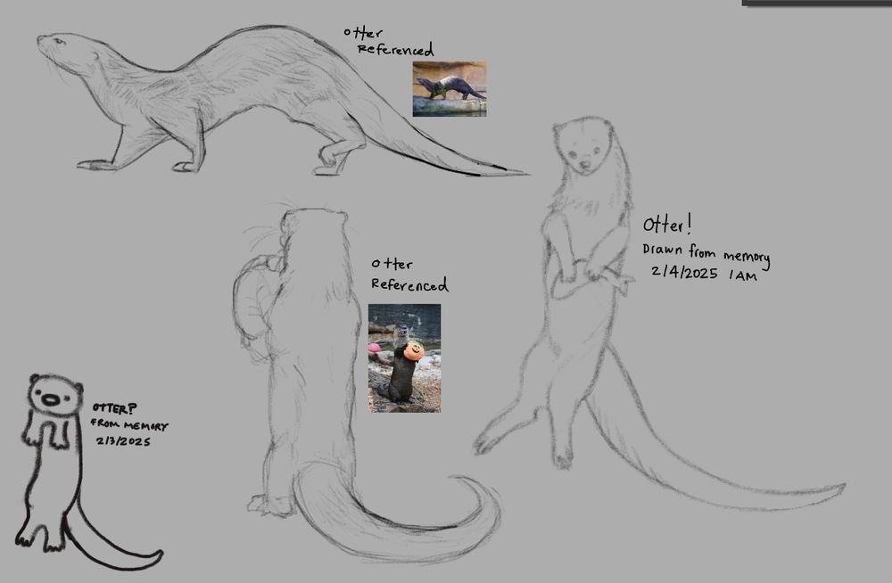 screenshot of digital canvas that displays four otters. the preliminary sketch is a cartoonish doodle of an otter, drawn from memory. two referenced drawings follow, each with an image attached. the final sketch is drawn from memory, and resembles the former two in accuracy. 