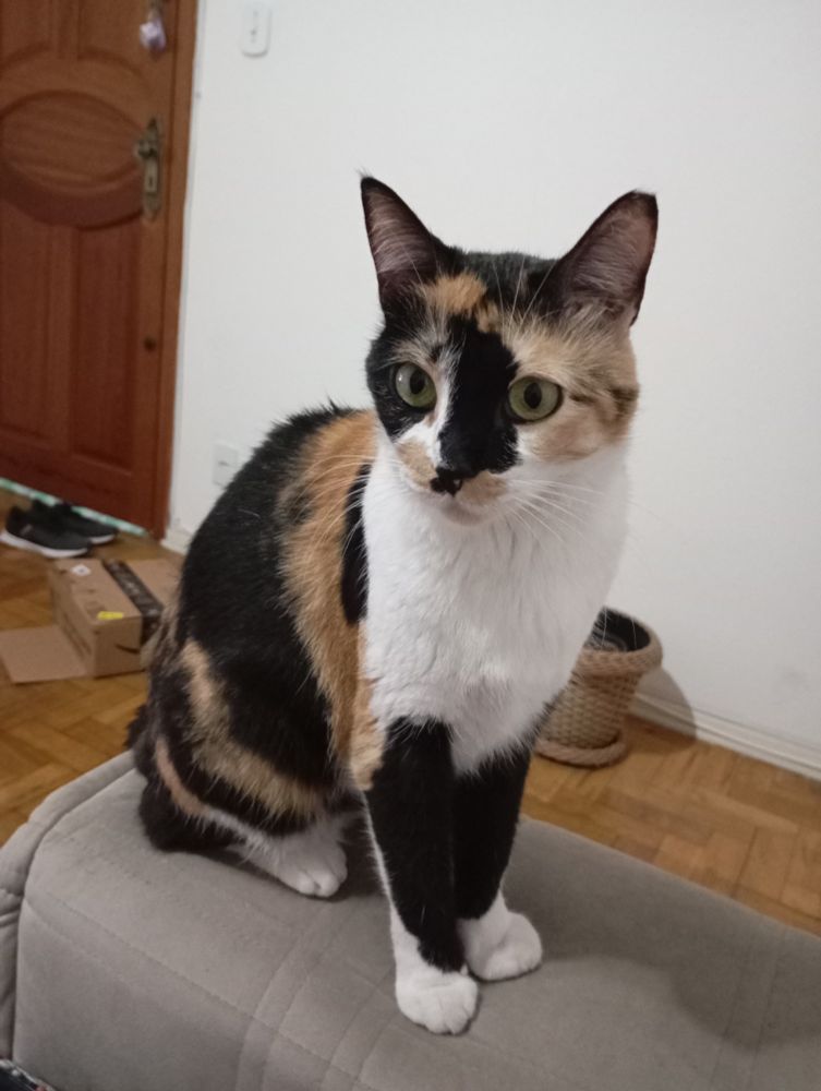 Gata magra e pequena com rajadas amarelas, brancas e pretas e olhos verdes sentada no braço de um sofá bege olhando pra câmera.