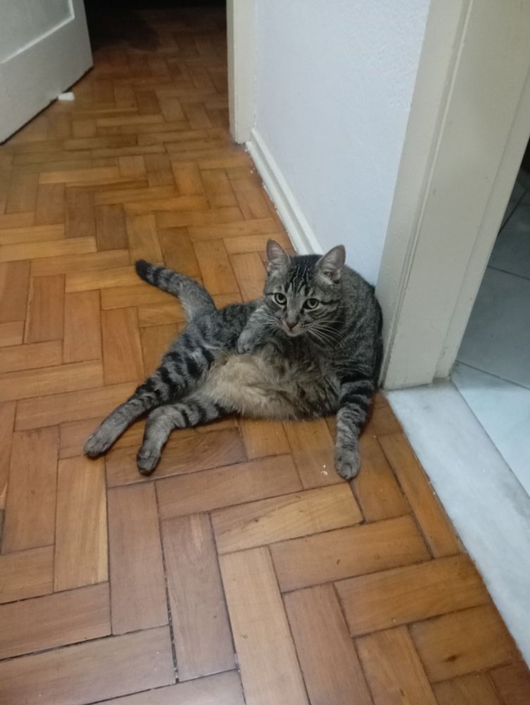 Gato cinza rajado está sobre chão de taco, sentado recostado na parede com o resto do corpo no chão deitado e uma das patinhas dianteiras em cima da própria barriga