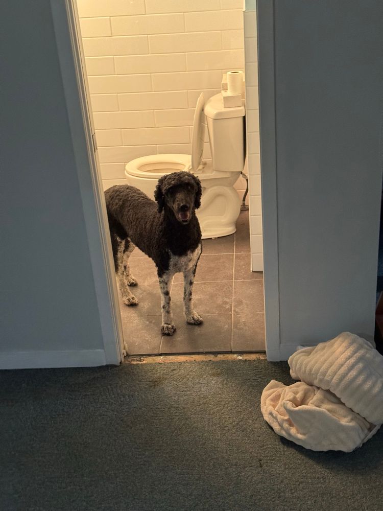 Tootsie the poodle, standing in a bathroom doorway, looking out.