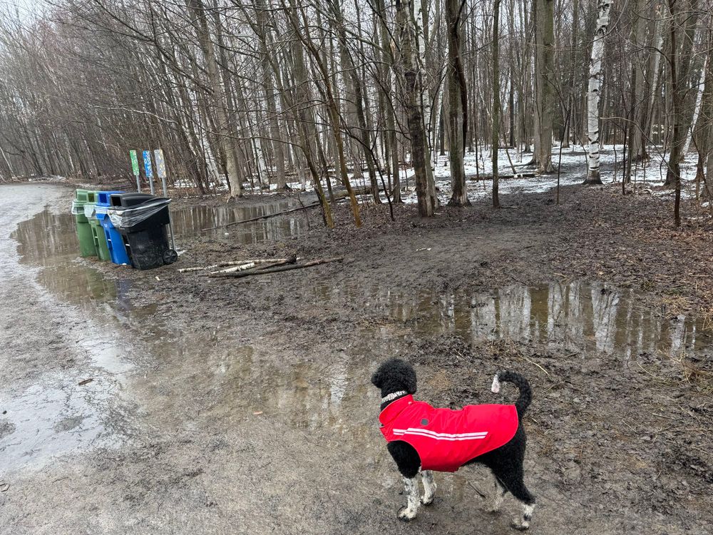 Tootsie the poodle, wearing her red coat, standing outdoors in a completely wet and muddy wooded park