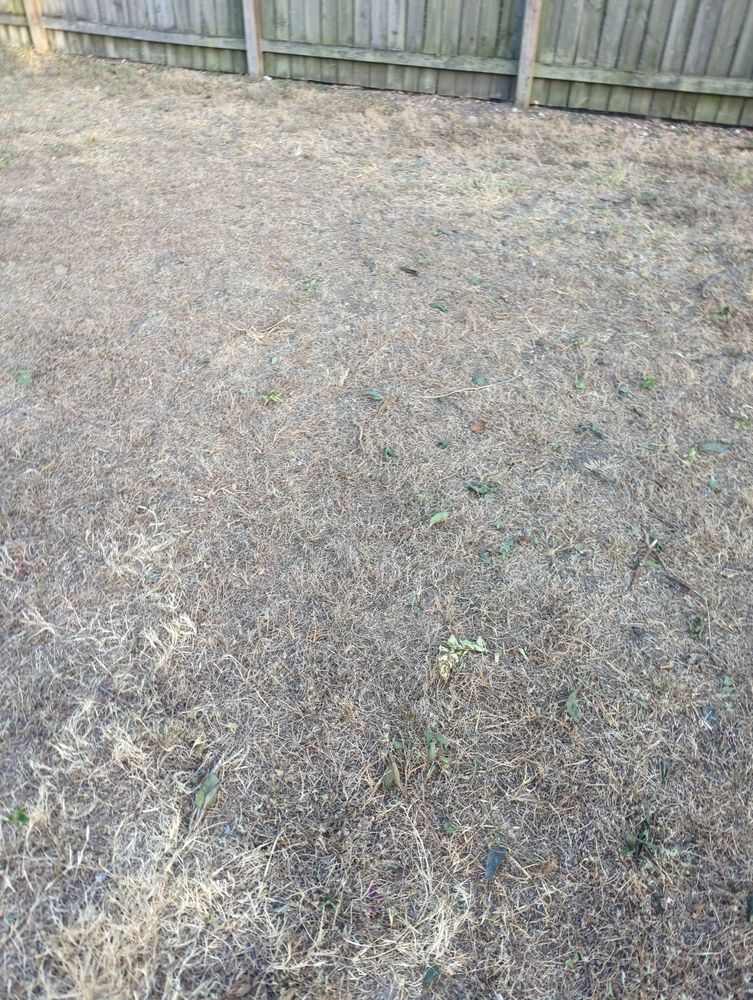 Dried out lawn