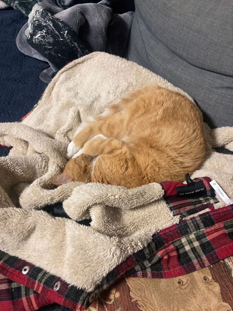 Orange cat curled up on a plaid sweater with a fluffy beige lining.