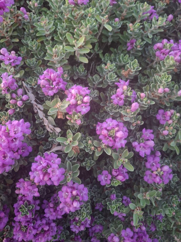 Bush shaped plant with purple flowers in a low desert summer 
climate
