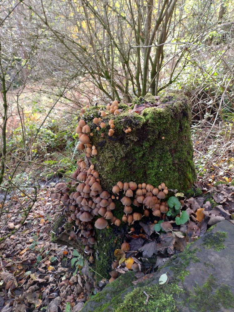 Des champignons sur un tronc d'arbre couvert de mousse