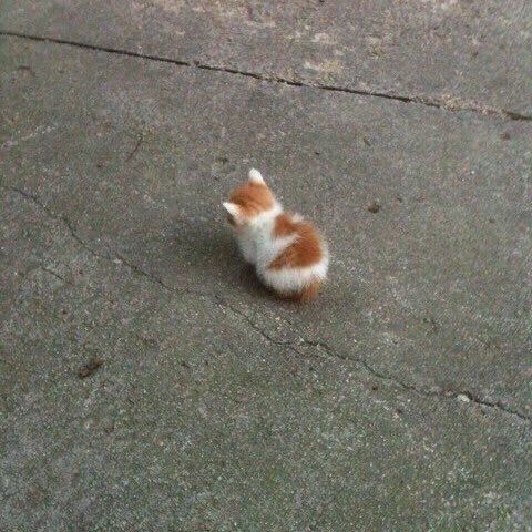 Chaton sur le bitume qui tourne le dos