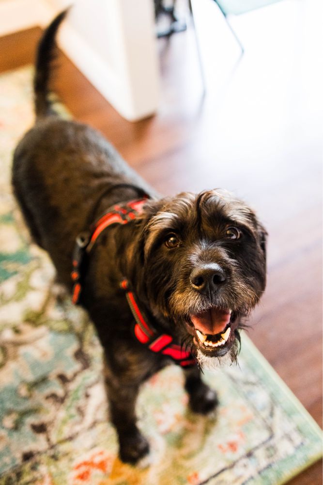 A photo looking down at a medium sized black dog with scruffy, wire-y hair. He is wearing a red harness and is standing on a green rug.