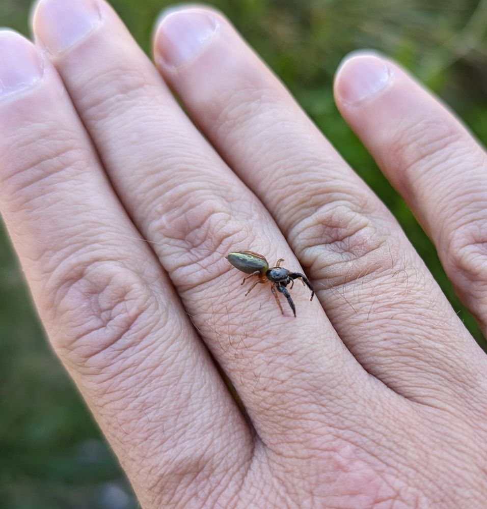 Jumping spider on hand