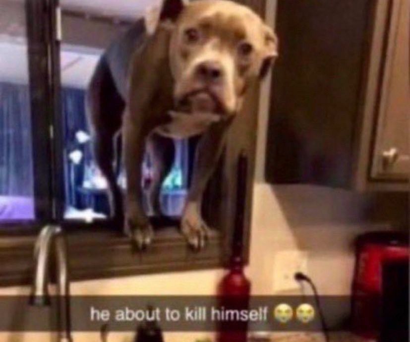 dog in window with text “he about to kill himself”