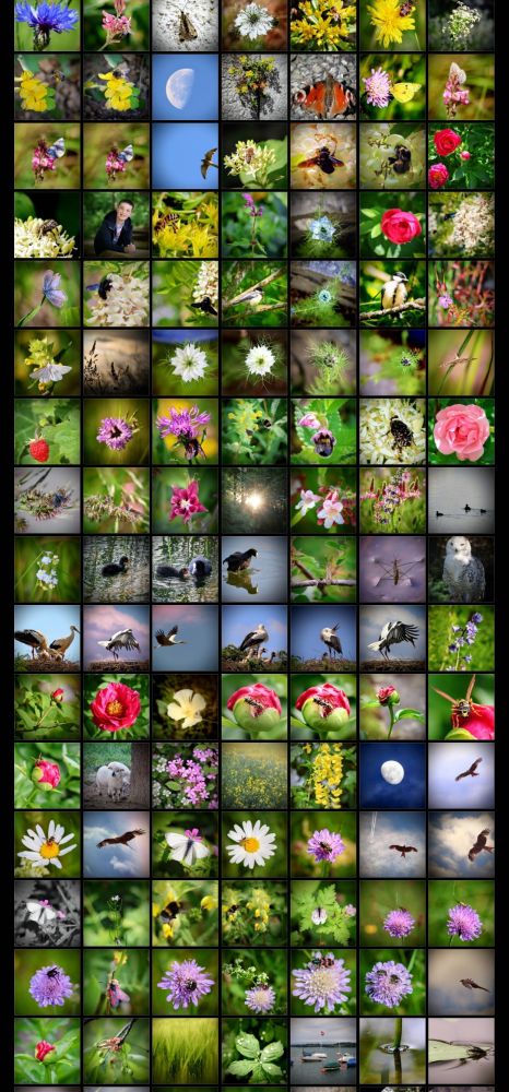 Das Bild ist eine Collage aus vielen kleinen Fotos, die in einem 10x12 Raster angeordnet sind. Es handelt sich um Naturaufnahmen, die hauptsächlich Blumen, Schmetterlinge, Bienen, Vögel, andere Tiere und Landschaften zeigen. Die Fotos sind sehr vielfältig: * Blumen: Es gibt Nahaufnahmen von Rosen, Gänseblümchen, Mohnblumen und Wiesenblumen in den verschiedensten Farben. * Tiere: Zu sehen sind Insekten wie Bienen und Schmetterlinge bei der Bestäubung, Vögel im Flug und am Wasser, aber auch andere Tiere wie eine Eule und eine Echse. * Landschaften: Die Bilder zeigen auch die Natur in ihrer Weite, beispielsweise eine Wiese voller gelber Blumen, einen Mond am blauen Himmel und ein Stück Wald. Die Collage hat einen Fokus auf die Schönheit und Vielfalt der Natur. 