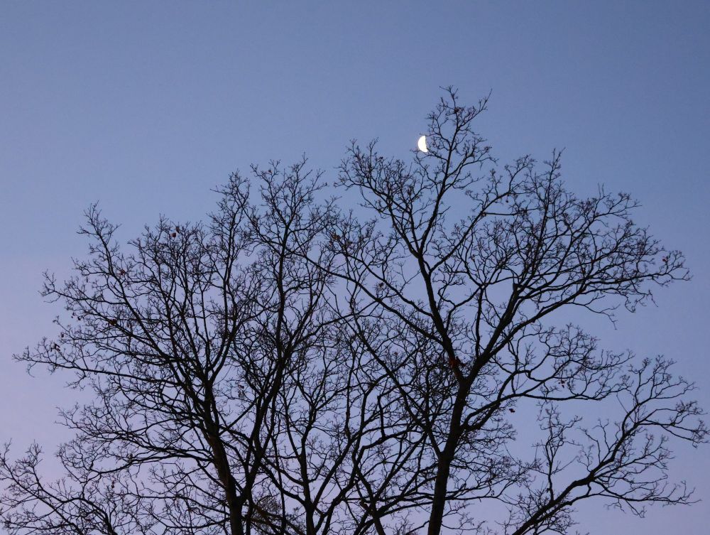 Das Foto zeigt eine dunkle Baumkrone ohne Blätter, deren feingliedrige Äste sich deutlich vor einem hellblauen bis violetten Dämmerungshimmel abzeichnen. Im oberen Zentrum ist eine schmale, hell leuchtende Mondsichel zu sehen, die zwischen den Ästen positioniert ist. Die Komposition vermittelt eine ruhige und leicht melancholische Abendstimmung, typisch für die Winterzeit und Dämmerung.
