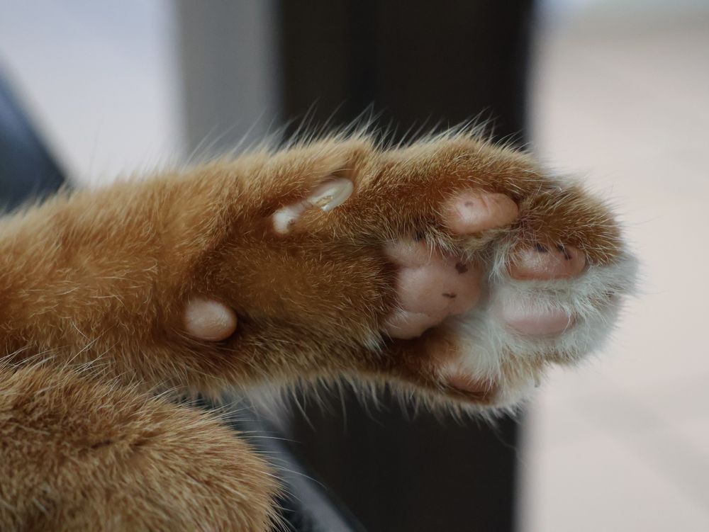 Das Bild ist eine Nahaufnahme einer Katzenpfote. Sie ist in einem warmen Orange- und Braunton gehalten und hat langes, weiches Fell. Die Pfotenballen sind deutlich zu sehen, sie sind rosa und glatt. Zwischen den Ballen und den Zehen sind vereinzelt kleine weiße Haarbüschel zu erkennen, die die Pfote weich und flauschig wirken lassen. Die Katze hält ihre Pfote in einer entspannten Haltung. 