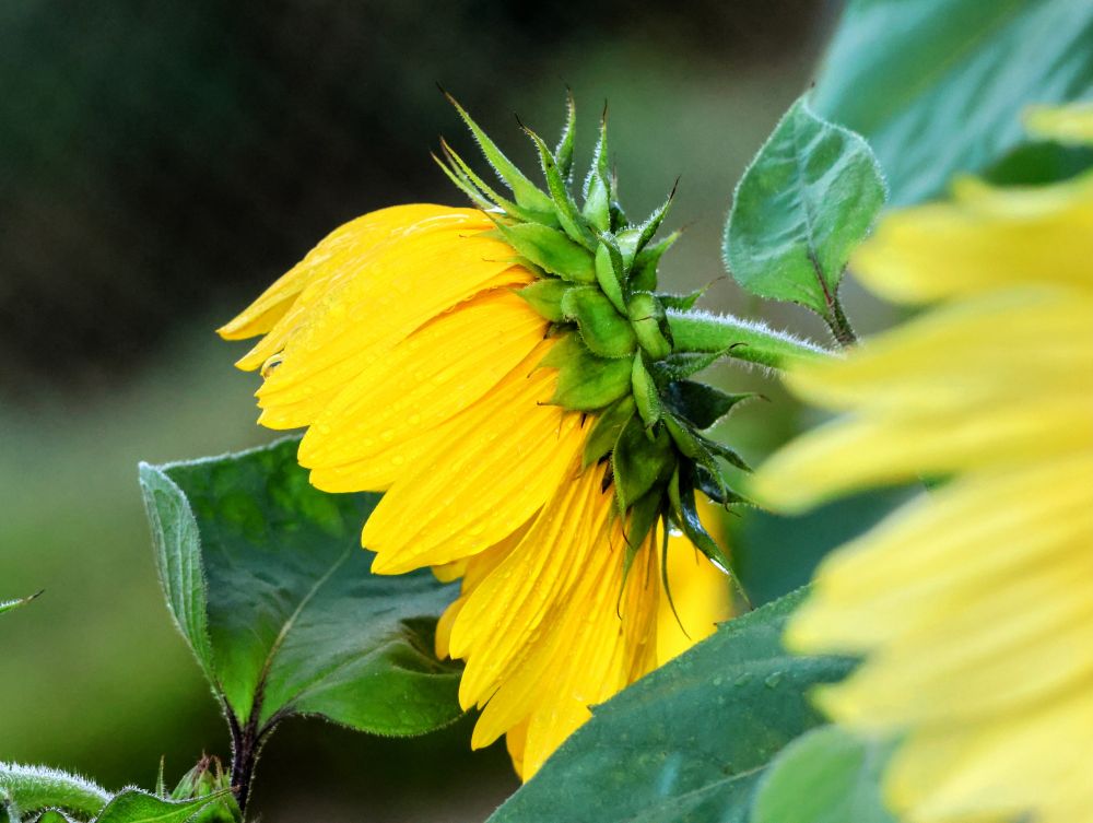 Dieses Bild ist eine Nahaufnahme einer Sonnenblume, die ihren Kopf zur Seite geneigt hat. Der Fokus liegt auf den leuchtend gelben Blütenblättern der Blume, auf denen einzelne Wassertropfen glitzern. Die Rückseite der Blüte ist zu sehen, mit den kräftig grünen, gezackten Kelchblättern, die den Blütenkopf umgeben. Auch der Stängel der Blume und ein großes, behaartes Blatt sind im Vordergrund erkennbar. Im Hintergrund sind weitere, unscharfe grüne Blätter und eine weitere Sonnenblume zu erkennen, deren gelbe Blütenblätter unscharf im rechten Vordergrund sichtbar sind. Die allgemeine Farbstimmung des Bildes ist lebhaft und natürlich, dominiert von Gelb- und Grüntönen. 
