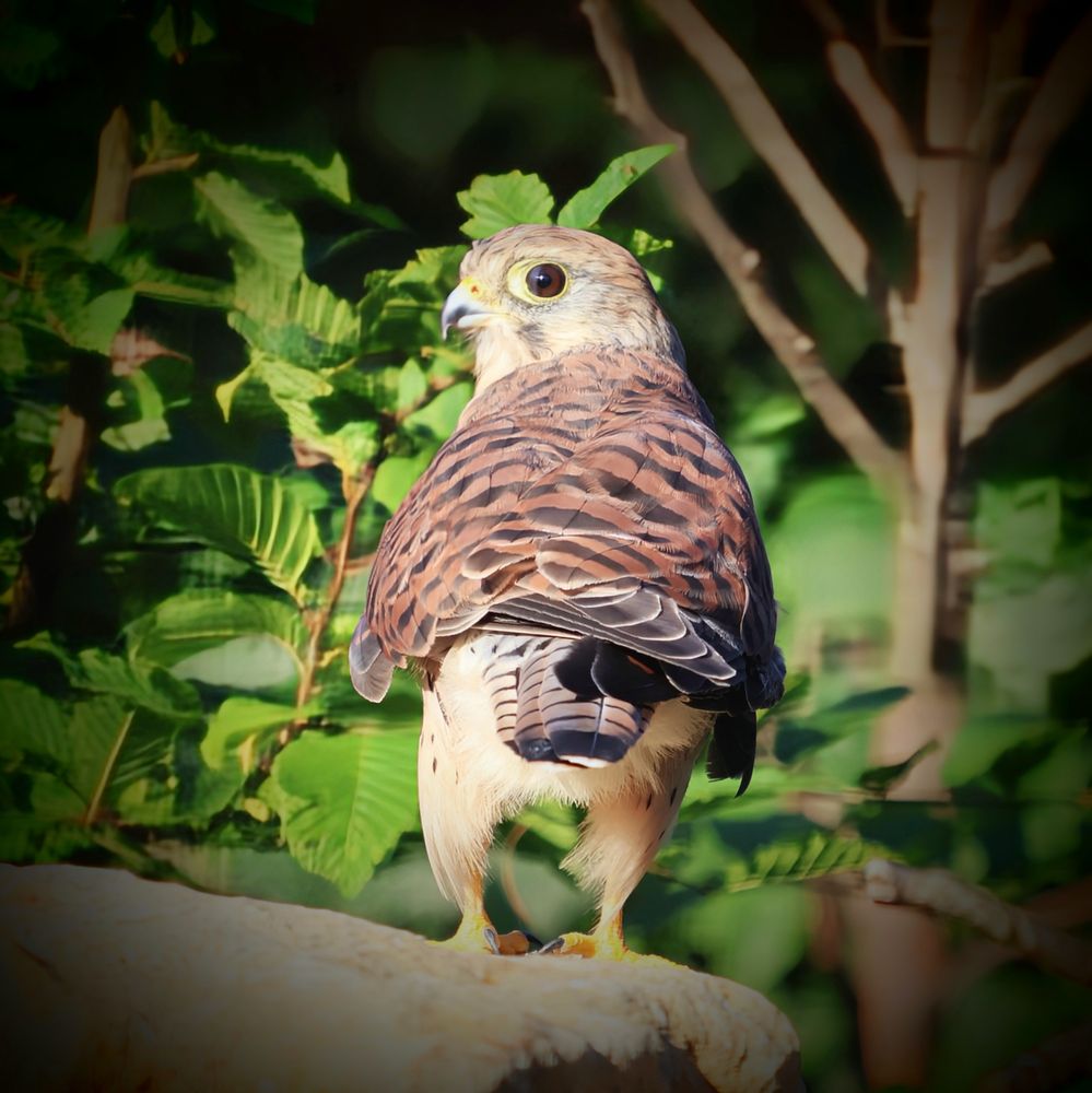 Das Bild zeigt eine Falkenart, vermutlich einen Turmfalken, der auf einem hellen Felsen sitzt. Der Vogel ist von hinten zu sehen, wendet jedoch seinen Kopf nach links, sodass sein gelbes Auge deutlich sichtbar ist.
Sein Gefieder ist braun mit feinen schwarzen Streifen und Mustern, die ein gestreiftes Aussehen erzeugen. Die Schwanzfedern sind ebenfalls gestreift. Die Beine sind hell und die Krallen sind sichtbar, die den Felsen umklammern.
Im Hintergrund sind grüne Blätter und Äste zu erkennen, die ein natürliches und waldähnliches Umfeld andeuten. Die Aufnahme ist fokussiert auf den Vogel, wobei der Hintergrund leicht unscharf ist, was den Falken hervorhebt. Das Licht scheint von vorne zu kommen und beleuchtet den Falken und den Felsen.
