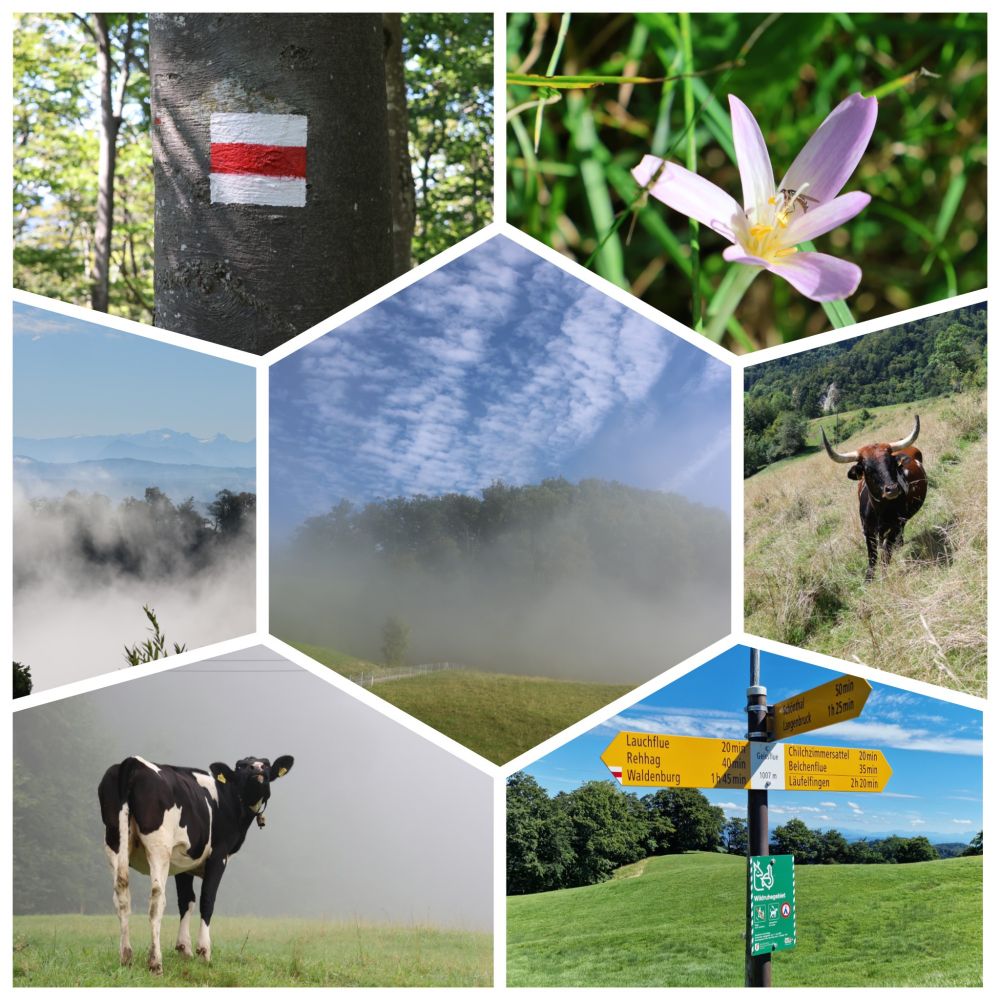 Diese Collage besteht aus sieben Einzelbildern, die in einem wabenähnlichen Muster angeordnet sind. Im oberen Bereich links ist ein Baumstamm mit einer rot-weiß-roten Markierung zu sehen, wie sie auf Wanderwegen in der Schweiz üblich ist. Daneben, im oberen Bereich rechts, befindet sich das Nahaufnahmebild einer blassrosa bis lilafarbenen Blüte mit einem Insekt in der Mitte, vermutlich einer Herbstzeitlose. Die mittlere Wabe zeigt eine nebelverhangene Waldlandschaft. Die Konturen der Bäume sind nur schemenhaft zu erkennen. Unten links ist eine schwarz-weiße Kuh abgebildet, die auf einer grünen Weide steht und den Betrachter ansieht. In der Wabe darunter ist eine bergige Landschaft zu sehen. Der Nebel liegt tief in den Tälern, während die Spitzen der Berge klar am Horizont erkennbar sind. Im unteren Bereich rechts ist ein gelbes Wegweiserschild mit Entfernungsangaben und Zielen wie 