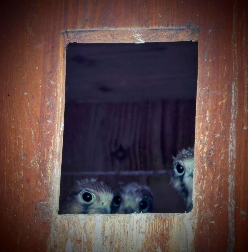 Drei Turmfalken Babys gucken aus ihrem Nest. 