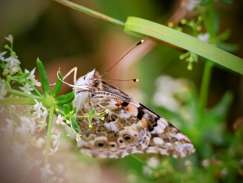 Auf dem Bild ist ein Schmetterling mit gefleckten Flügeln zu sehen, der auf einer Pflanze mit kleinen weißen Blüten sitzt. Die Flügel des Schmetterlings sind eine Mischung aus Braun-, Orange- und Schwarztönen, mit einigen helleren Flecken. Er hat lange, dünne Antennen. Der Schmetterling scheint gerade zu ruhen, seine Flügel sind ausgebreitet. Im Hintergrund sind unscharfe grüne Blätter zu erkennen, was auf eine natürliche Umgebung hindeutet.
