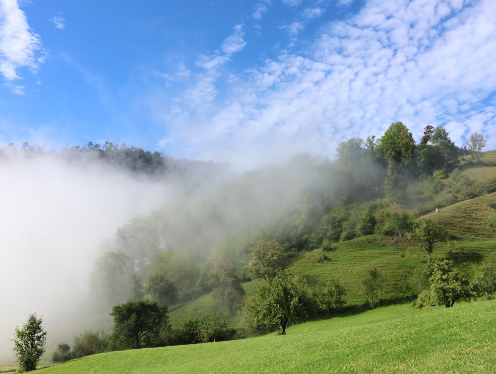 Das Bild zeigt eine Landschaft, die von dichtem, weißem Nebel bedeckt ist. Der Nebel liegt tief in einem Tal oder über einem Hang und verhüllt einen Großteil des oberen Bildbereichs. Am unteren Bildrand ist eine grüne Wiese zu sehen, die von einer schmalen, asphaltierten Straße durchzogen wird. Mehrere Bäume stehen auf der Wiese, die teilweise im Nebel verschwinden. Über dem Nebel ragt eine Bergkuppe oder ein Hügel heraus, der von Bäumen bewachsen ist. Der Himmel ist klar und blau mit einigen weißen Wolkenstreifen. 