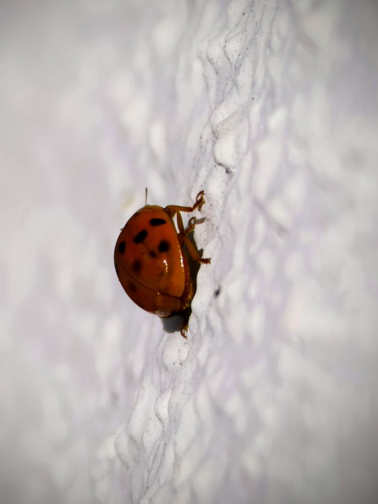 ​Dieses Bild ist eine Makroaufnahme eines Marienkäfers (Coccinellidae), der sich an einer strukturierten, hellen Oberfläche festhält.
​Der Marienkäfer befindet sich im Zentrum des Fokus. Sein runder, glänzender Panzer (Elytren) ist in einem leuchtenden Orange-Rot gefärbt und weist die charakteristischen schwarzen Punkte auf. Das Insekt klammert sich mit seinen Beinen an einer Vertiefung oder einem Spalt der Oberfläche fest.