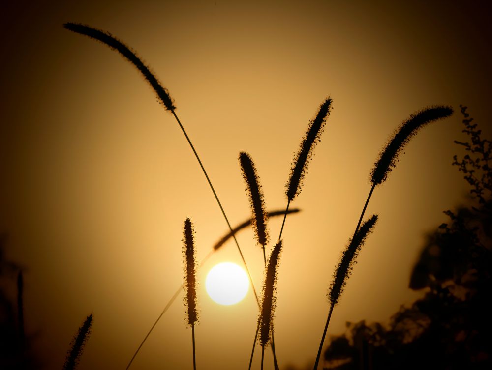 Das Bild zeigt eine Gegenlichtaufnahme bei Sonnenuntergang oder Sonnenaufgang. Im Zentrum des Bildes steht die helle, blendende Sonne, die wie eine leuchtende Scheibe erscheint. Davor befinden sich die Silhouetten von Grashalmen oder Ähren, die sich nach oben strecken und deren feine, behaarte Strukturen erkennbar sind. Die Ähren sind als dunkle, scharfe Konturen vor dem hellen Hintergrund zu sehen. Der Himmel ist in warme Gelb- und Orangetöne getaucht, was eine ruhige und friedliche Stimmung erzeugt. Der unscharfe Hintergrund und die Fokussierung auf die Grashalme erzeugen eine gewisse Tiefe und Intimität in der Szene.