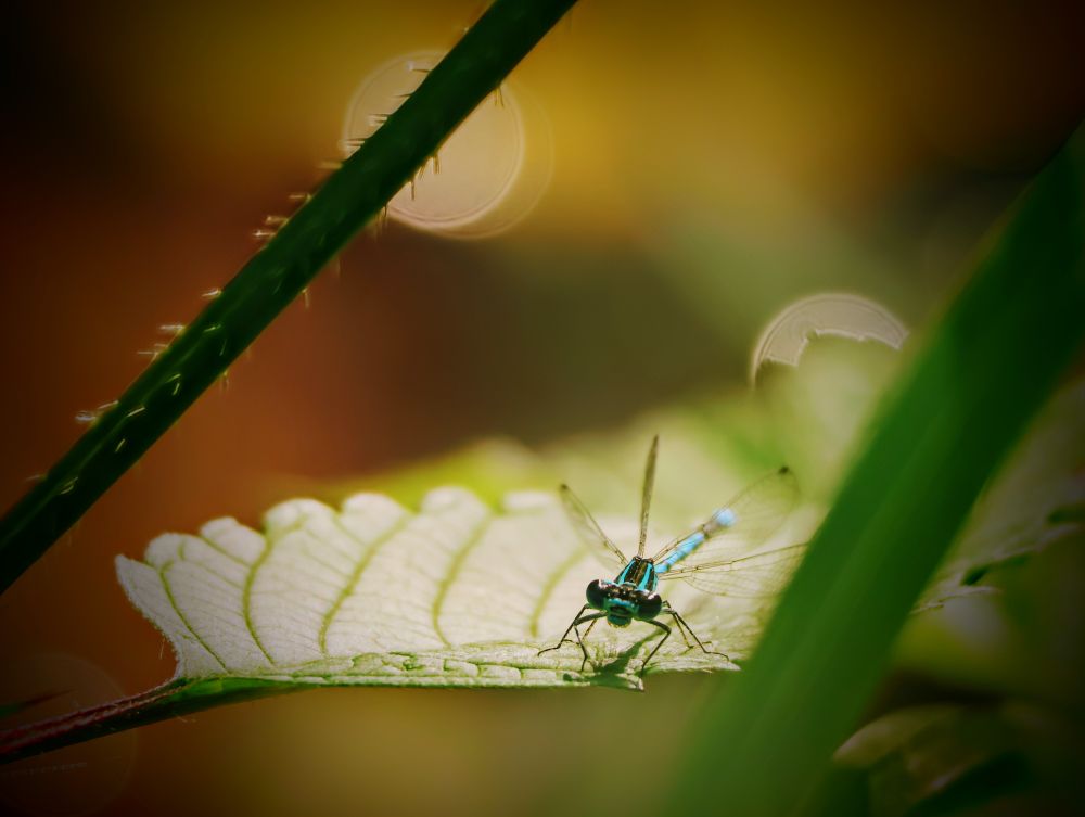Das Bild zeigt eine winzige, hellblaue Libelle, die auf einem grünen Blatt sitzt. Die Libelle ist das zentrale Motiv und wird scharf dargestellt, wobei ihre filigranen Flügel und die leuchtend blauen Streifen auf ihrem Körper deutlich zu erkennen sind. Der Hintergrund ist unscharf und in warmen Tönen von Gelb, Orange und Grün gehalten, was einen schönen Kontrast zum Blau der Libelle bildet. Durch die Unschärfe des Hintergrunds entstehen mehrere kreisförmige Lichtpunkte, die einen Bokeh-Effekt erzeugen. Im Vordergrund sind zwei grüne Grashalme oder Pflanzenstängel zu sehen, die das Motiv teilweise umrahmen. Die Beleuchtung ist weich und diffus, was eine friedliche und fast magische Atmosphäre schafft.
