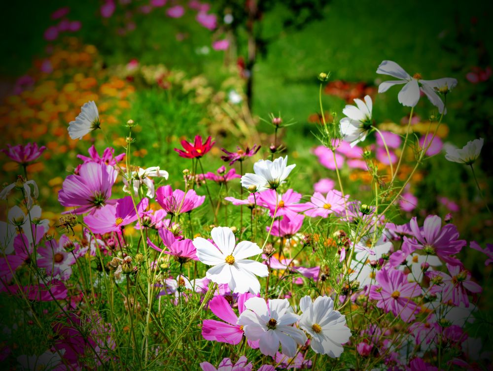 Das Bild zeigt eine farbenfrohe Nahaufnahme eines Feldes oder Gartens voller blühender Blumen. Die Blumen, bei denen es sich um Cosmea (Schmuckkörbchen) und möglicherweise andere Wildblumen handelt, dominieren den Vordergrund.
Die Blüten sind in verschiedenen Farben zu sehen: Weiß, zartes Rosa, kräftiges Magenta und ein einzelnes leuchtendes Rot in der Mitte des Bildes. Die Blüten sind kelchförmig mit zarten Blütenblättern und gelben Blütenzentren. Zwischen den Blüten wachsen schlanke, grüne Stiele und fein gefiederte Blätter, die typisch für Cosmea sind.
Der Hintergrund ist unscharf und in sanften Grüntönen gehalten, mit einigen verschwommenen Flecken in Gelb und Orange, die wahrscheinlich auf weitere Blumen hindeuten. Ein dunkler, unscharfer vertikaler Fleck in der oberen Bildmitte könnte ein Baumstamm oder ein Pfahl sein.
Das Licht scheint von rechts in das Bild zu fallen, was die Blüten hervorhebt und ihnen eine leichte Leuchtkraft verleiht. Die Gesamtstimmung des Bildes ist lebendig, fröhlich und vermittelt ein Gefühl von Sommer und Natur.
