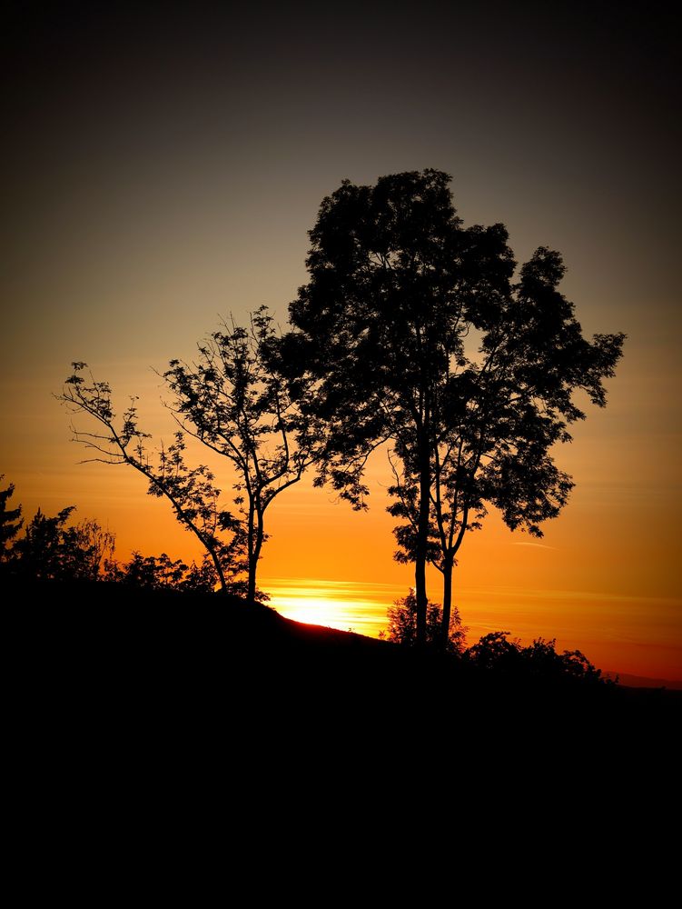A beautiful, low-angle shot captures the silhouette of a small hill with two prominent trees against a vibrant sunset sky. The sun, a bright orange-yellow orb, is visible just above the horizon line, casting a warm glow that transitions into a soft gradient of orange and then a deep, dark gray at the top of the frame. The clouds are thin and streaky, painted in hues of orange by the setting sun. The silhouettes of the trees and the hill are sharp and completely black, with the one on the right being larger and fuller, while the smaller one on the left has a more sparse, branched structure. The foreground is entirely dark, suggesting a peaceful, end-of-day atmosphere.
