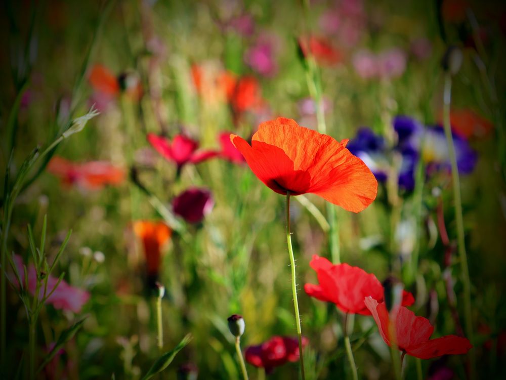 Ein farbenfrohes Feld mit Blumen. Die Mohnblume ist scharf fokussiert, während der Rest des Blumenfeldes unscharf ist. Es dominiert die Farbe Rot auf dem Foto.