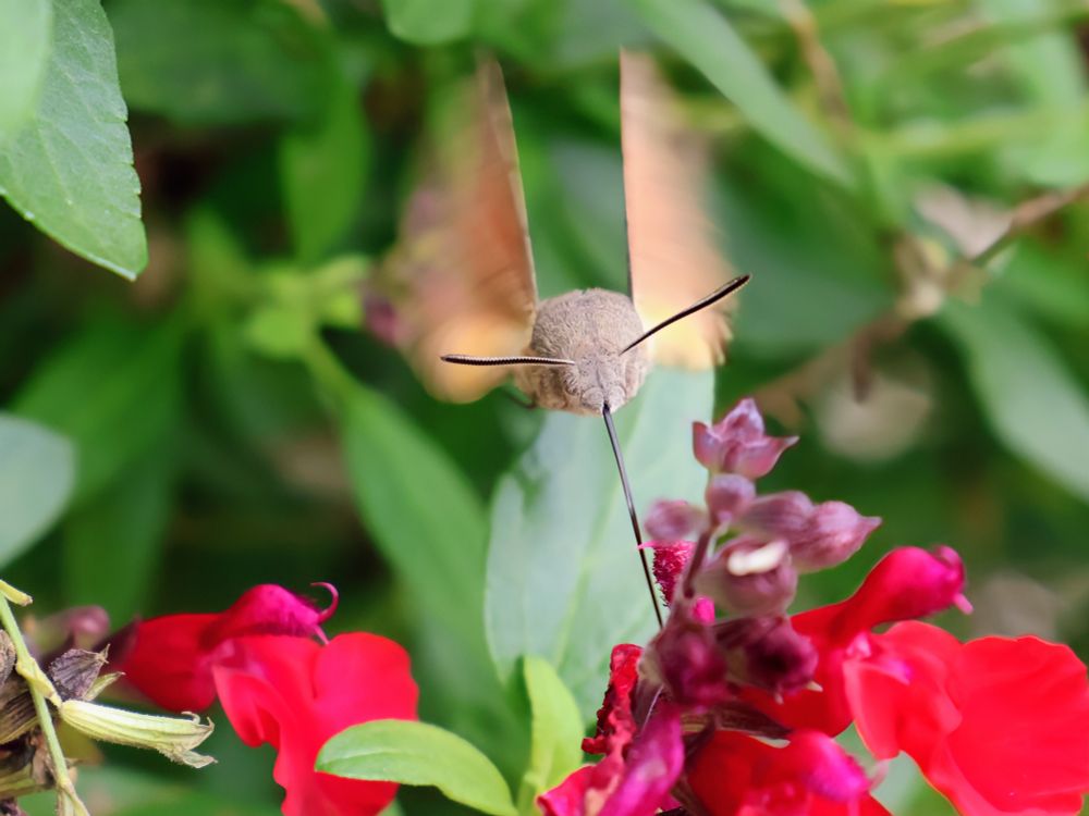 Dieses extrem detailreiche Foto fängt eine Taubenschwänzchen (Macroglossum stellatarum) in der Mitte des Bildes in der Luft hängend ein, direkt vor einem Cluster leuchtend roter Blüten.
​Der Falter: Der Fokus liegt fast ausschließlich auf dem Kopf und dem Oberkörper des Schwärmers, der graubraun und pelzig ist. Man sieht seine beiden dunklen, drahtigen Fühler, die nach vorne und außen ragen, sowie seinen langen, dünnen Rüssel, der senkrecht nach unten gestreckt ist, als ob er gerade eine Blüte anfliegt. 