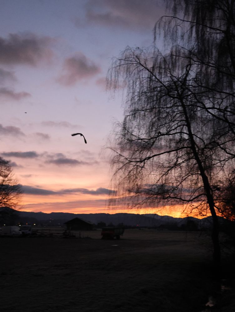 Das Bild zeigt eine dämmerige Szene bei Sonnenaufgang in einer ländlichen oder vorstädtischen Umgebung.
​Hauptmerkmale
​Himmel und Licht: Der Himmel dominiert das obere Drittel und weist eine dramatische Farbmischung auf. Direkt am Horizont leuchten intensive Orange- und Gelbtöne des Sonnenlichts, die nach oben hin sanft in Rosa, Violett und Dunkelblau/Grau übergehen. Leichte, zerfetzte Wolken sind im pastellfarbenen Himmel sichtbar.
​Vordergrund und Silhouetten: Im rechten Vordergrund ragt die dunkle Silhouette eines kahlen Baumes (möglicherweise eine Weide oder Birke) hervor, dessen herabhängende Äste fast das gesamte rechte Drittel des Bildes einnehmen und dem Bild Tiefe verleihen.
​Fliegender Vogel: In der oberen Mitte, klar gegen den helleren Himmel abgesetzt, fliegt ein einzelner dunkler Vogel mit ausgebreiteten Schwingen in einer sanften Biegung. Ein kleinerer Vogel ist links davon ebenfalls sichtbar.
​Landschaft: Der Boden im Vordergrund ist dunkel und erscheint leicht reifbedeckt (erkennbar an einer leichten, matten Textur). Im Mittelgrund sind schemenhaft einige landwirtschaftliche oder Lagereinrichtungen zu erkennen, darunter eine dunkle Hütte oder Scheune und ein rötliches Fahrzeug (möglicherweise ein Traktor). Im Hintergrund erstreckt sich eine Kette von dunklen Bergen oder Hügeln als horizontale Linie am Horizont.
​Gesamteindruck: Die Aufnahme strahlt eine ruhige, kühle und stimmungsvolle Atmosphäre aus, wobei der leuchtende Himmel einen starken Kontrast zur dunklen, fast monochromen Landschaft bildet.