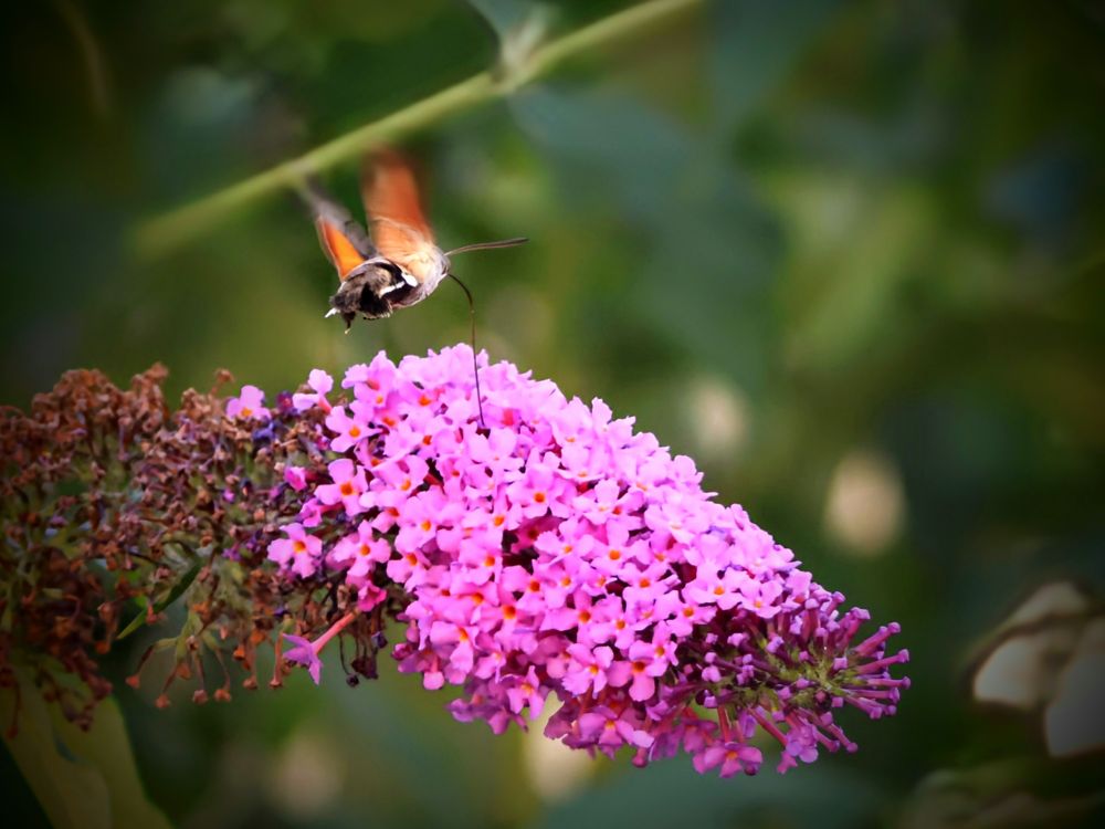 Ein Kolibri-Schwärmer (auch Taubenschwänzchen genannt), ein kleiner, pelziger Nachtfalter mit einem langen Rüssel, schwebt in der Luft, während er Nektar aus einer dichten Blütendolde saugt. Die Blüte, die hauptsächlich aus leuchtend rosa bis magentafarbenen Einzelblüten besteht, ist Teil eines größeren, länglichen Blütenstandes. Der Falter ist scharf im Fokus, seine verschwommenen, schnellen Flügelschläge sind noch erkennbar. Der Hintergrund besteht aus unscharfen grünen Blättern. Die Szene ist von einem sanften, natürlichen Licht beleuchtet, was einen malerischen Eindruck erzeugt. 