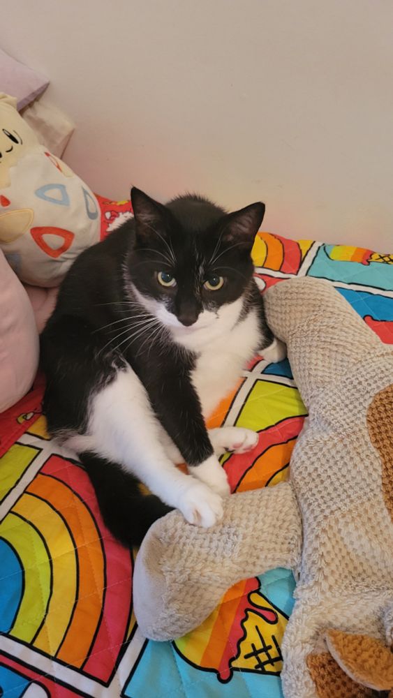 Picture of a black and white cat sitting on a multicolored blanket, with stuffed animals around him 